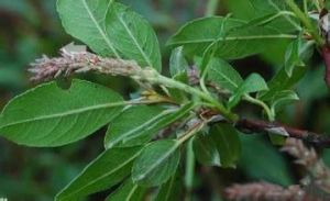 無毛灰葉柳 無毛灰葉柳