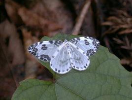 斑晶鉤蛾 斑晶鉤蛾