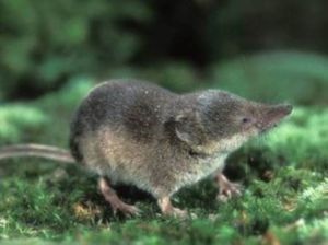 帕夏白齒鼩 帕夏白齒鼩