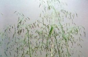 疏花剪股穎 疏花剪股穎