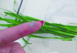 藍礬韭菜 藍礬韭菜