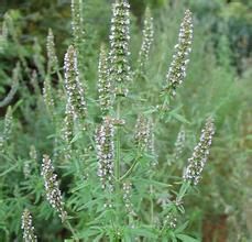 狹葉荊芥 狹葉荊芥