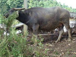 兼用役牛 兼用役牛