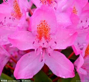 枯魯杜鵑 枯魯杜鵑