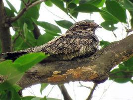 普通夜鷹 普通夜鷹