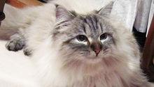 普京贈送給秋田縣知事佐竹敬久的西伯利亞貓“世界”