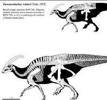 副櫛龍Parasaurolophus骨骼圖