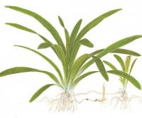 佩蒂中水蘭 佩蒂中水蘭