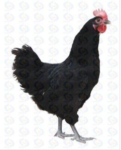 新狼山雞 新狼山雞