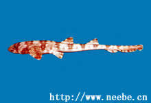 斯氏長尾鬚鯊 斯氏長尾鬚鯊