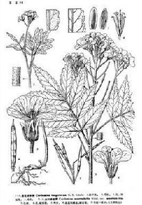 紫花碎米薺 紫花碎米薺