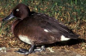 馬島潛鴨 馬島潛鴨