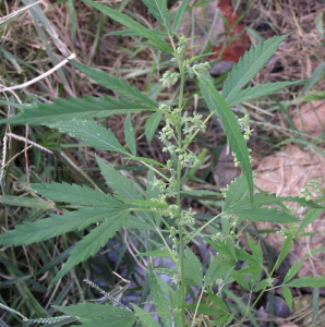 大麻亞科 大麻亞科