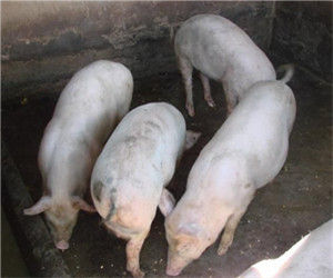 老貫嘴自然村 老貫嘴自然村