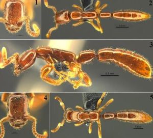 雄王聲猛蟻 雄王聲猛蟻