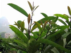 圖2 大新苦丁茶植株