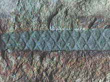 薄皮木屬 薄皮木屬