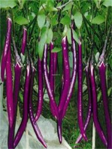 慈茄1號 慈茄1號