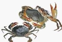 溪墘紅蟳 溪墘紅蟳