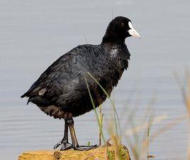 白骨頂雞指名亞種 白骨頂雞指名亞種