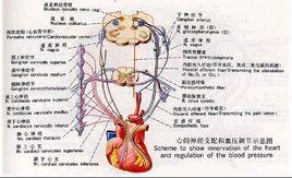節前纖維 節前纖維