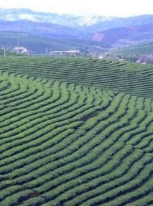 農業產業化 農業產業化