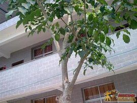 印度小葉紫檀 印度小葉紫檀