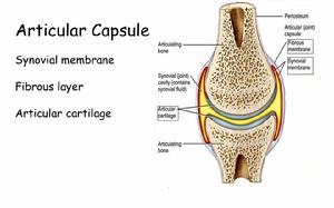 關節囊滑膜 關節囊滑膜