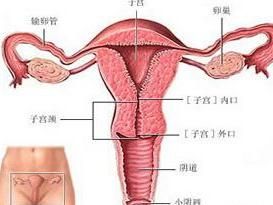 陰道縱膈 陰道縱膈