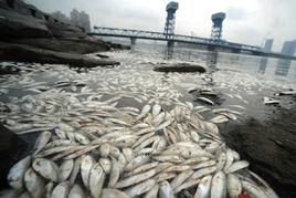 污染魚