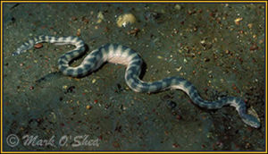 裂頦海蛇