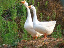 四川白鵝 四川白鵝