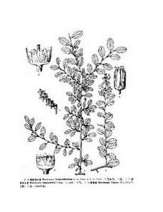 腋花勾兒茶 腋花勾兒茶