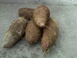 薯類作物 薯類作物