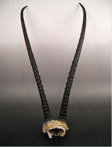 藏羚羊角 藏羚羊角