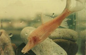 鴨嘴金線䰾 鴨嘴金線䰾