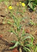 果山還陽參 果山還陽參