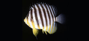 多帶副鋸刺蓋魚 多帶副鋸刺蓋魚