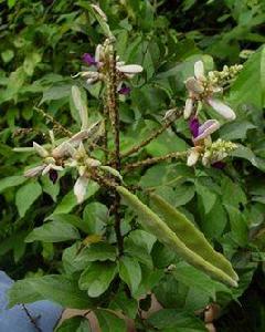 山雞血藤 山雞血藤