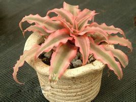 絨斑姬鳳梨 絨斑姬鳳梨