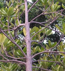 台灣膠木 台灣膠木