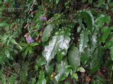 光滑花佩菊 光滑花佩菊