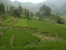 蒿芝壩村的耕地