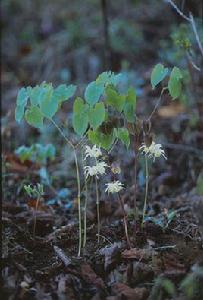 長白山淫羊藿 長白山淫羊藿