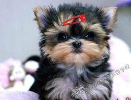 約克夏幼犬 約克夏幼犬