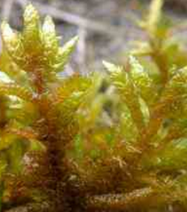 直蒴絹蘚 直蒴絹蘚