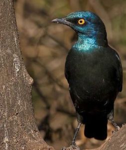 紅肩麗椋鳥 紅肩麗椋鳥
