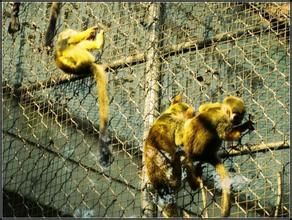 黑眉蛛猴 黑眉蛛猴