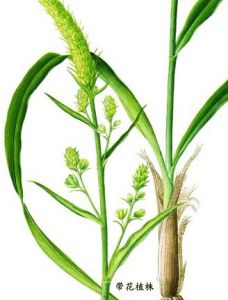 披麻草根 披麻草根