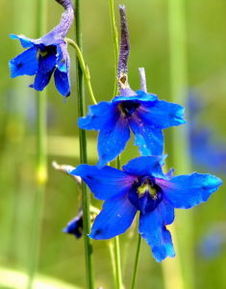 展毛陰地翠雀花 展毛陰地翠雀花